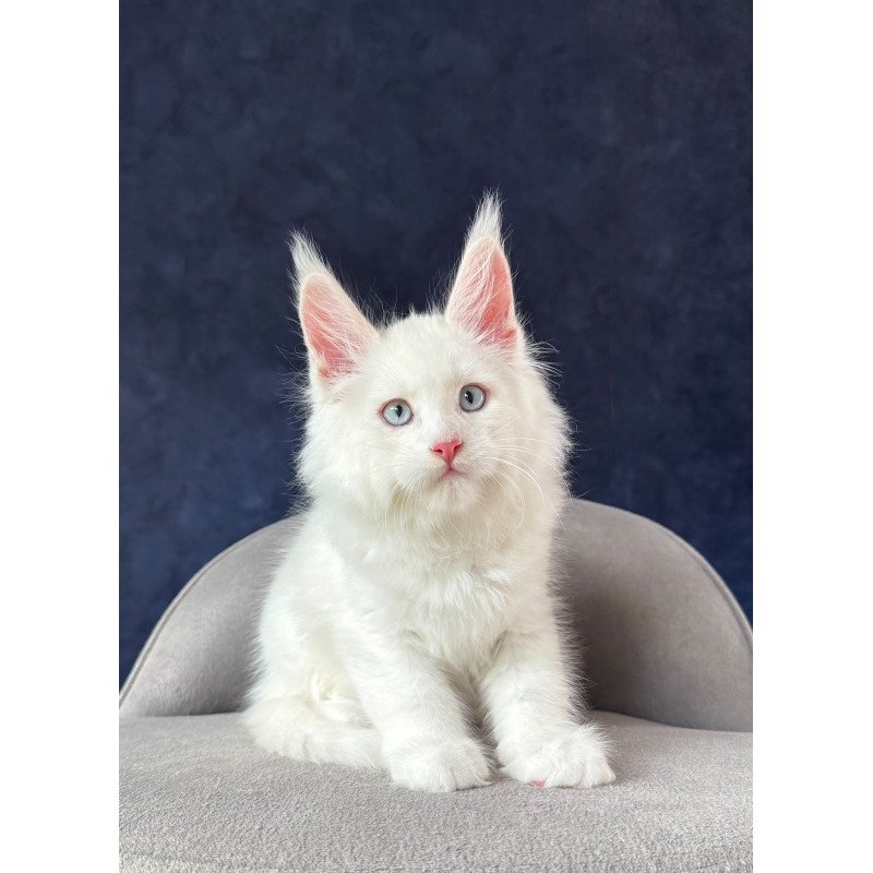 Maine Coon NOV Gambler