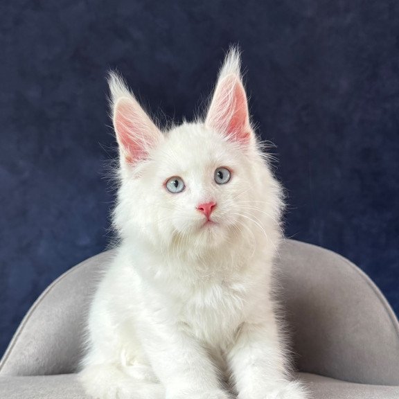 Maine Coon NOV Gambler