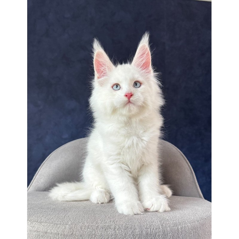 Maine Coon NOV Gambler