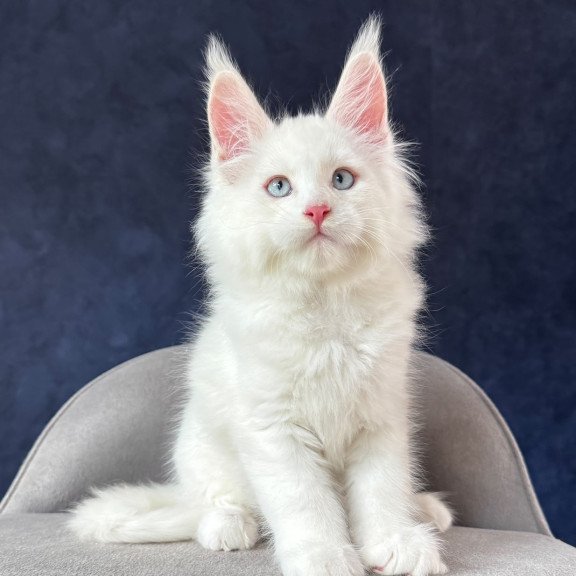 Maine Coon NOV Gambler