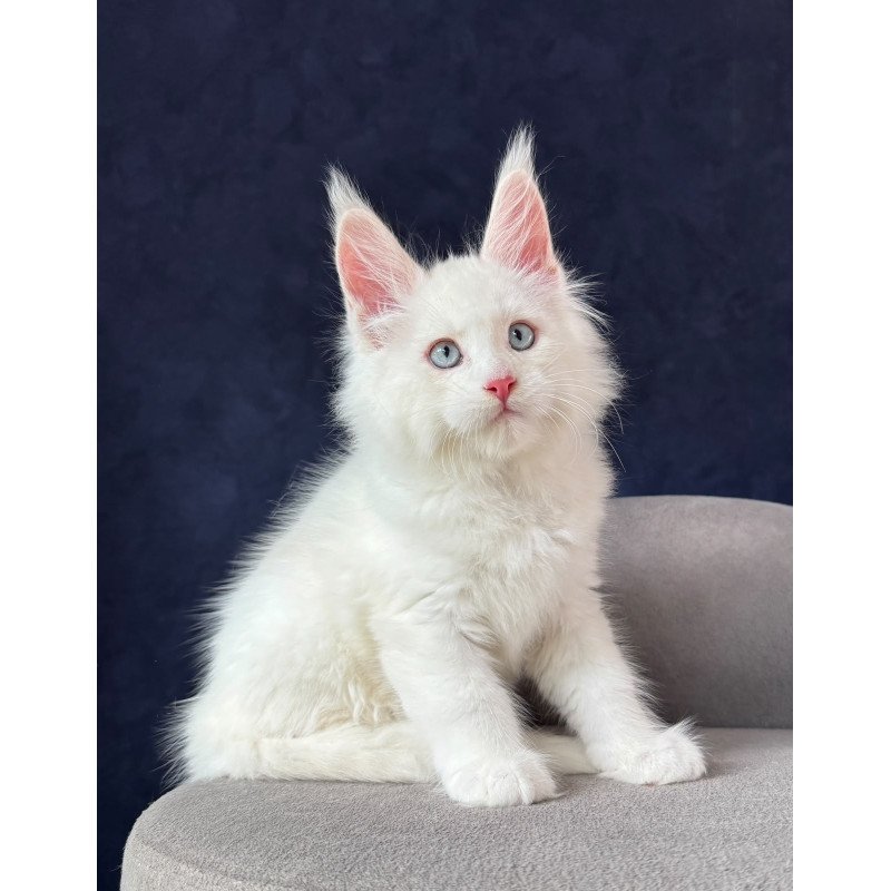 Maine Coon NOV Gambler