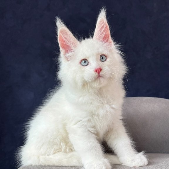 Maine Coon NOV Gambler