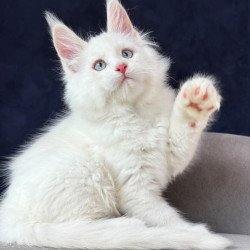Maine Coon NOV Gamin