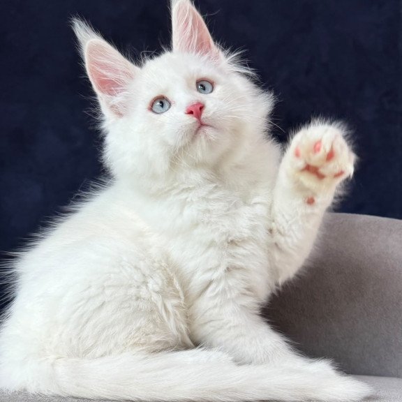 Maine Coon NOV Gamin