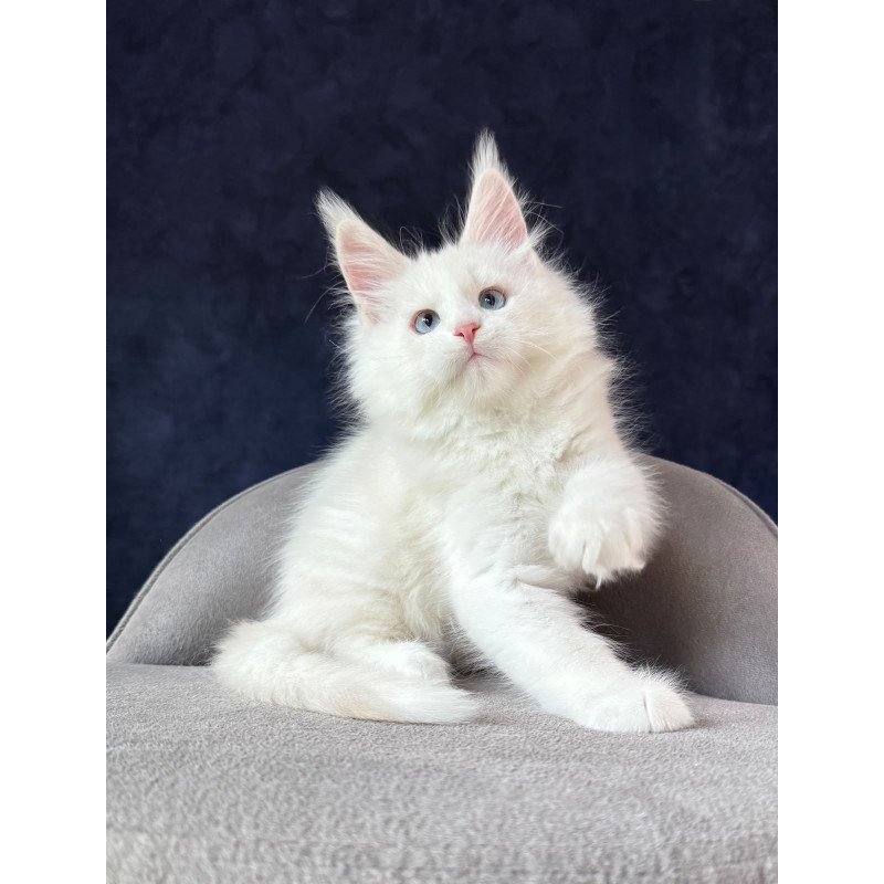 Maine Coon NOV Gamin
