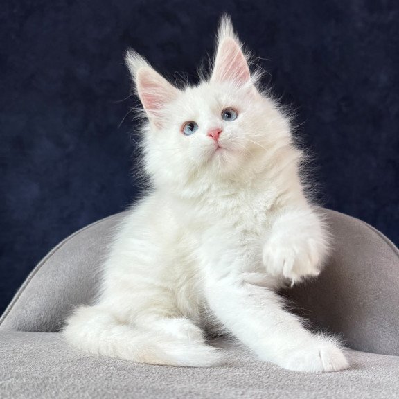 Maine Coon NOV Gamin