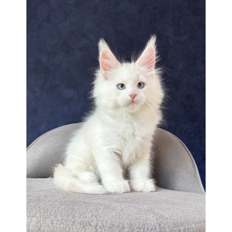 Maine Coon NOV Gamin