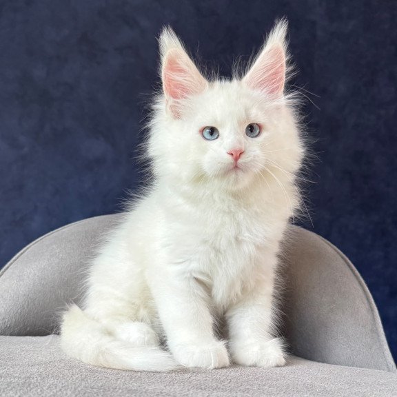 Maine Coon NOV Gamin