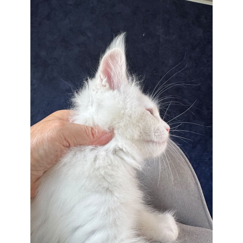 Maine Coon NOV Gamin