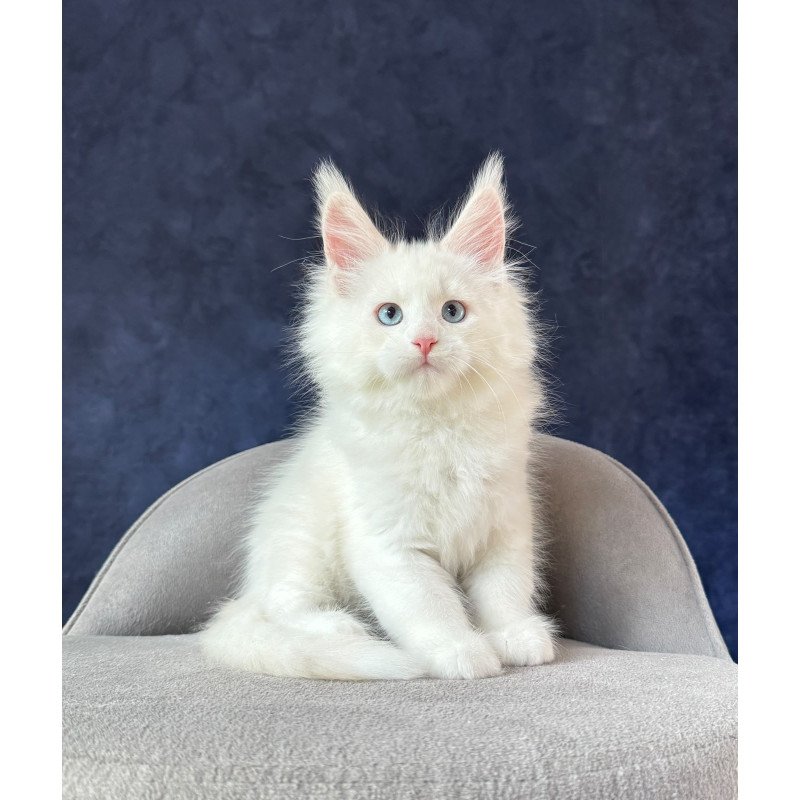 Maine Coon NOV Gamin
