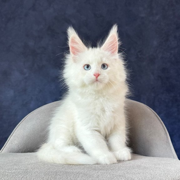 Maine Coon NOV Gamin