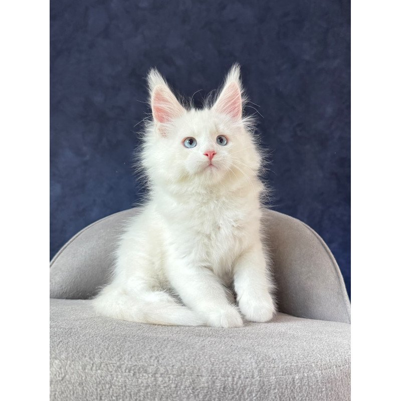 Maine Coon NOV Gamin
