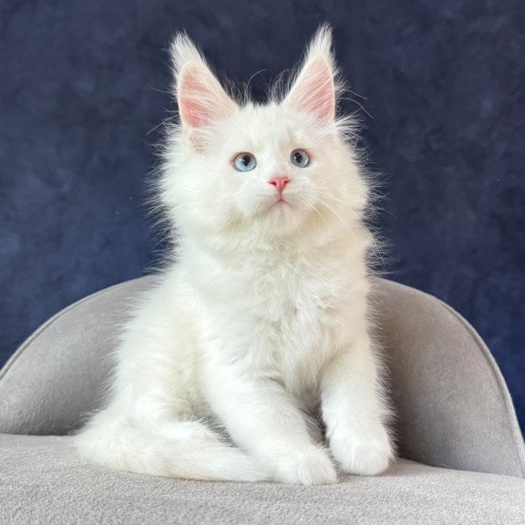 Maine Coon NOV Gamin