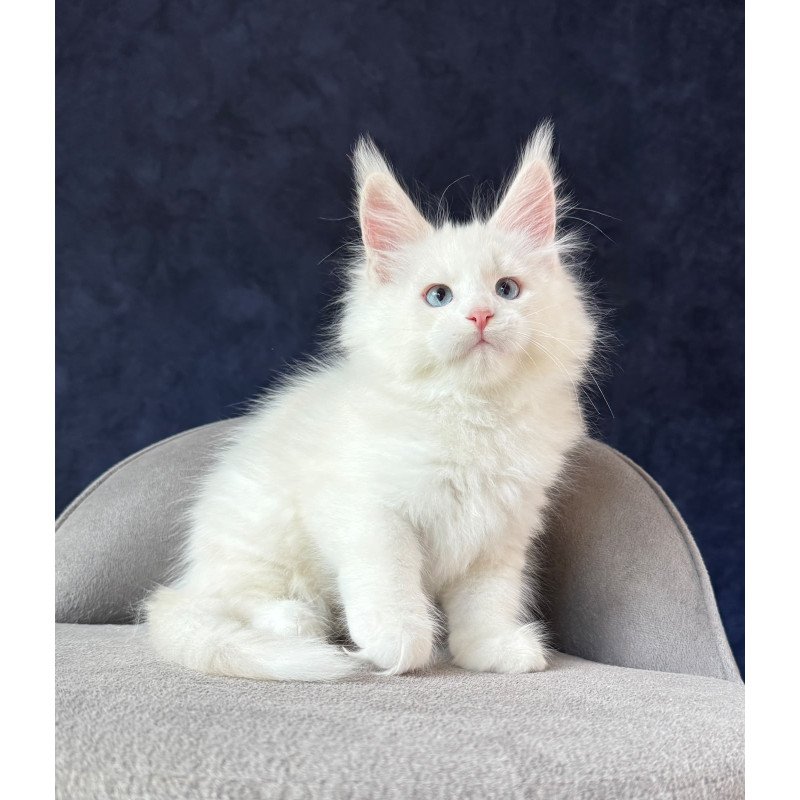 Maine Coon NOV Gamin