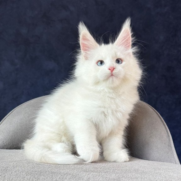 Maine Coon NOV Gamin