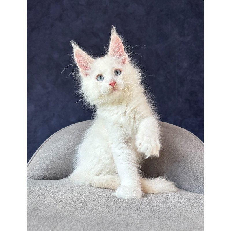 Maine Coon NOV Gar Gar