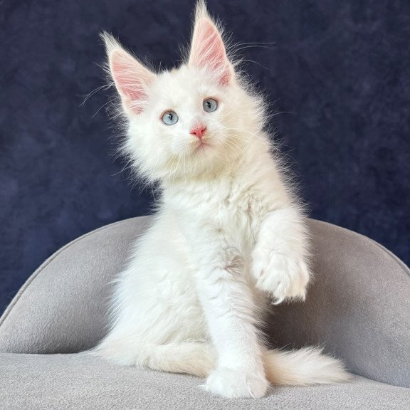 Maine Coon NOV Gar Gar