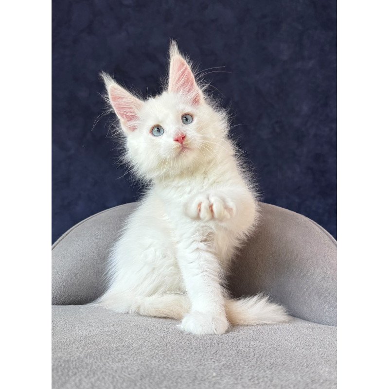 Maine Coon NOV Gar Gar