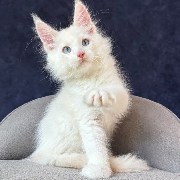 Maine Coon NOV Gar Gar