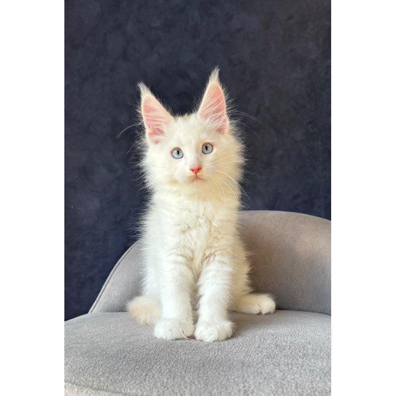 Maine Coon NOV Gar Gar