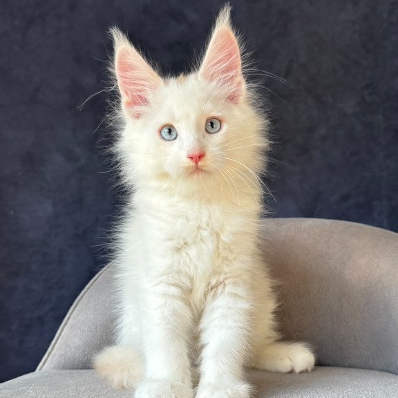 Maine Coon NOV Gar Gar