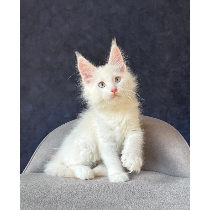 Maine Coon NOV Gar Gar