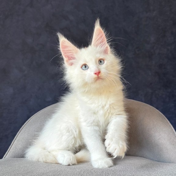 Maine Coon NOV Gar Gar