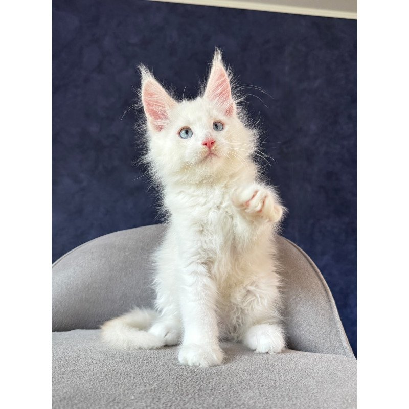 Maine Coon NOV Gar Gar