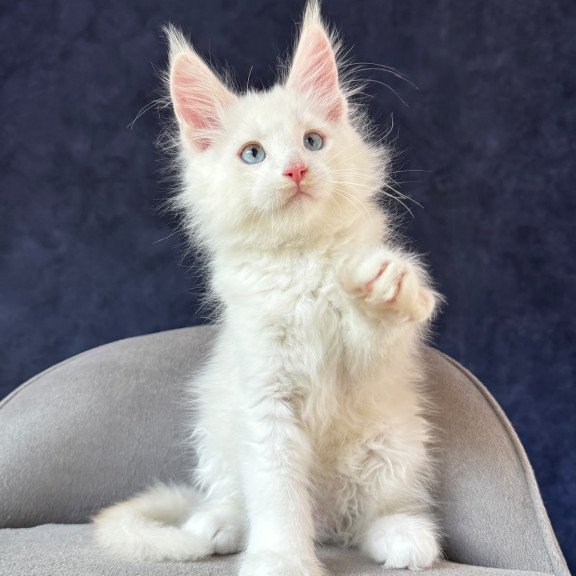 Maine Coon NOV Gar Gar
