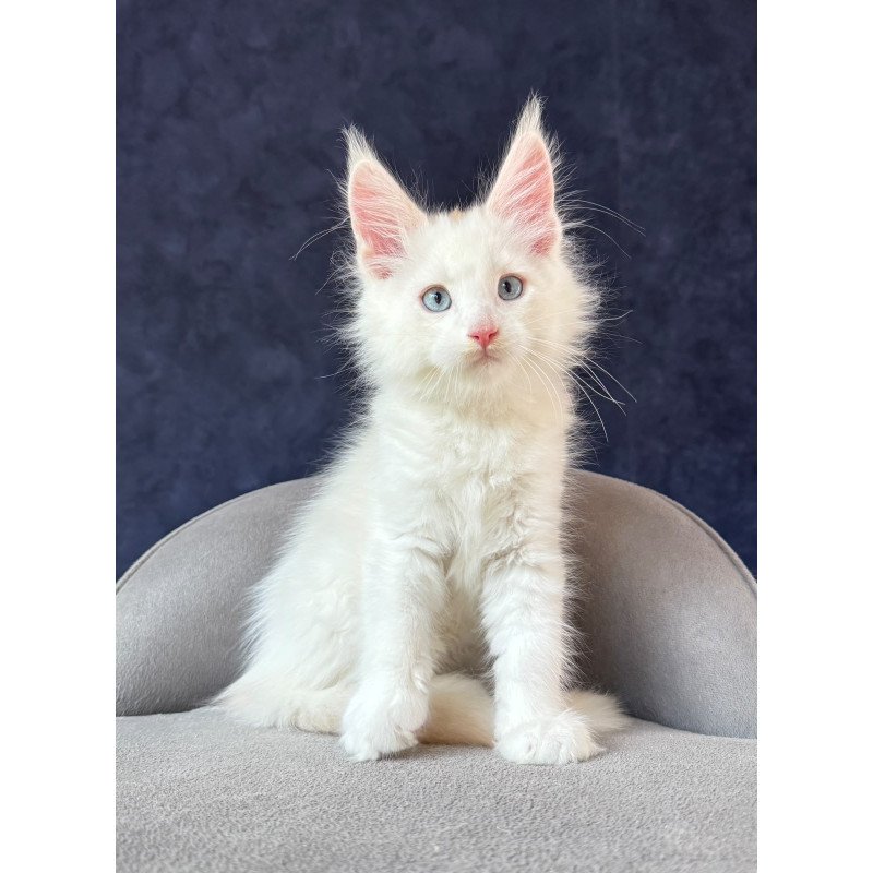 Maine Coon NOV Gar Gar