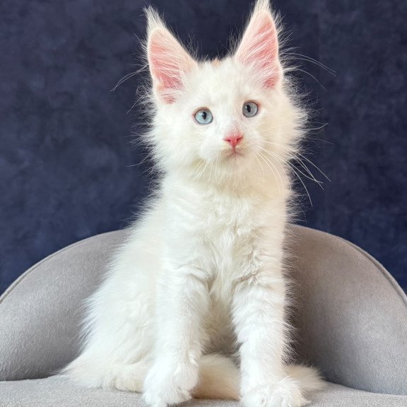 Maine Coon NOV Gar Gar