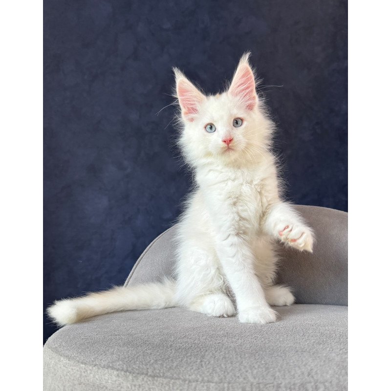 Maine Coon NOV Gar Gar