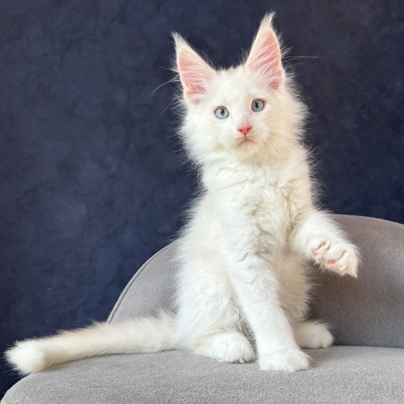 Maine Coon NOV Gar Gar