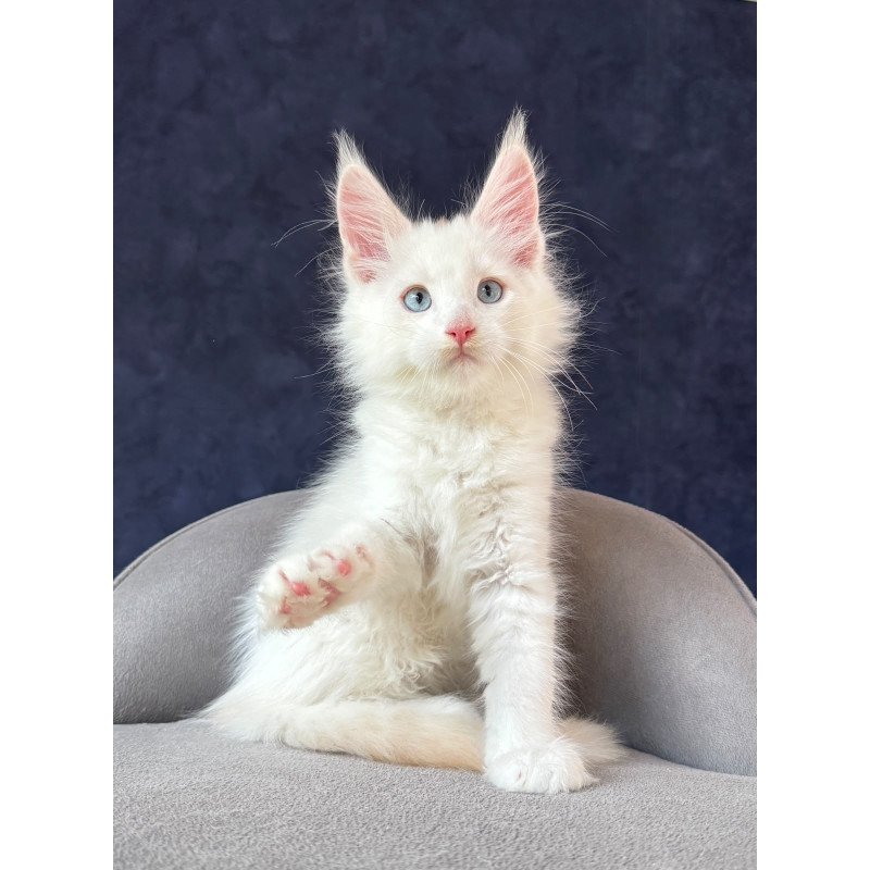 Maine Coon NOV Gar Gar