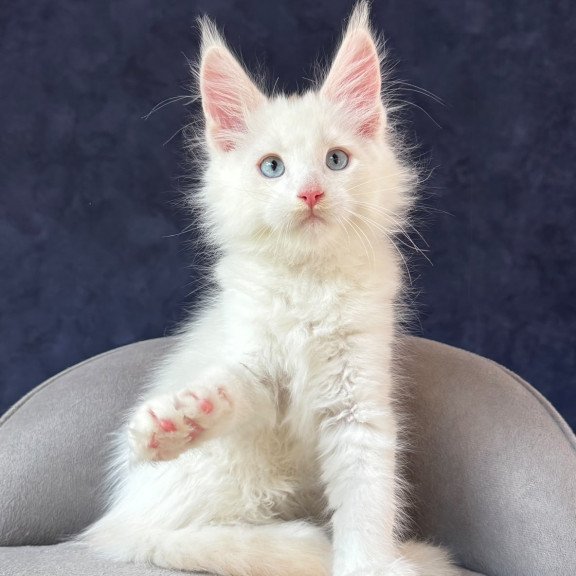 Maine Coon NOV Gar Gar