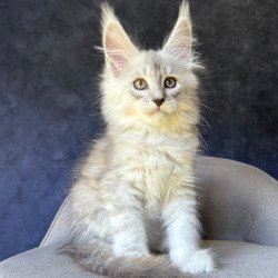 Maine Coon NOV Garvin