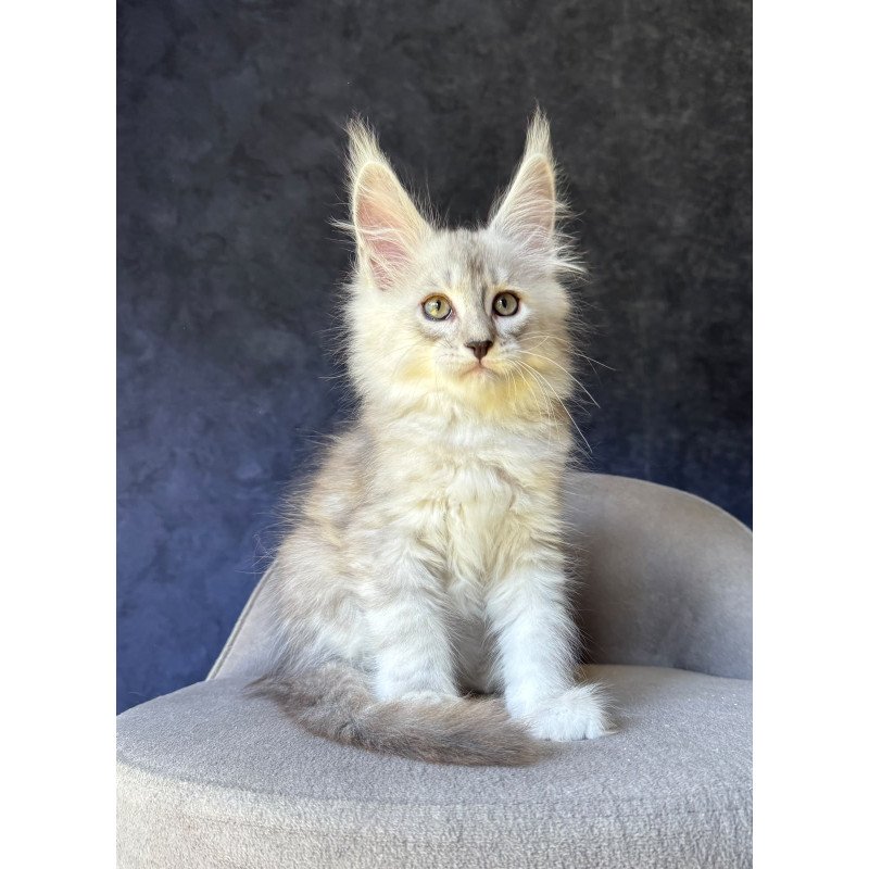 Maine Coon NOV Garvin