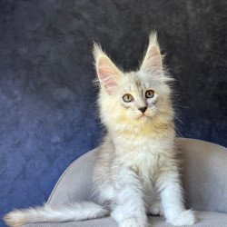 Maine Coon NOV Garvin