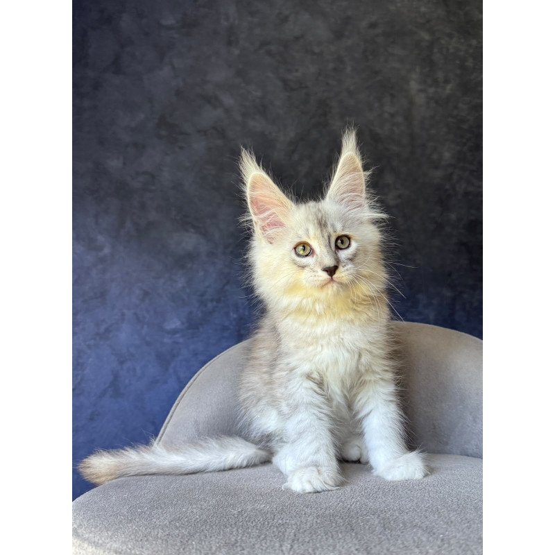 Maine Coon NOV Garvin