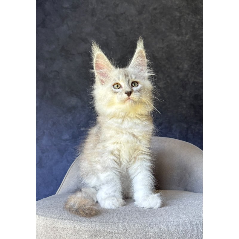 Maine Coon NOV Garvin