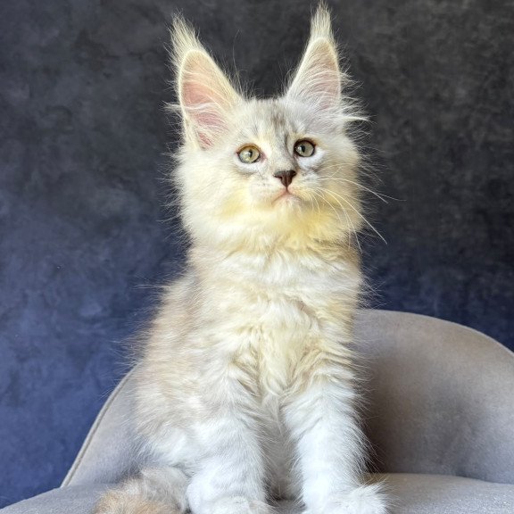 Maine Coon NOV Garvin