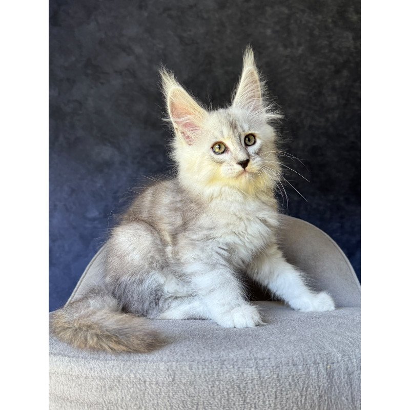 Maine Coon NOV Garvin
