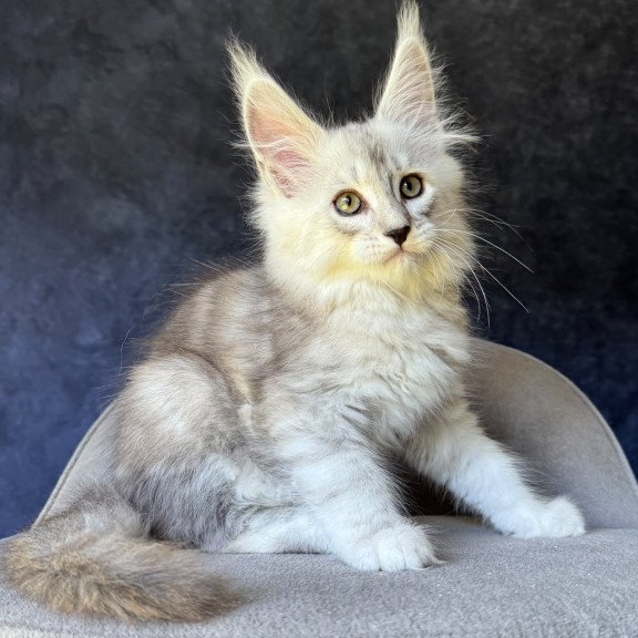 Maine Coon NOV Garvin