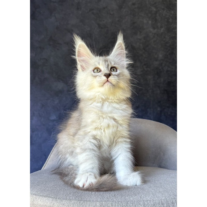 Maine Coon NOV Garvin