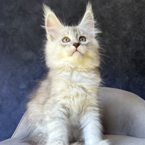 Maine Coon NOV Garvin