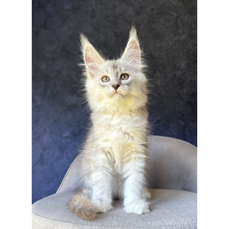 Maine Coon NOV Garvin