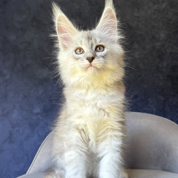 Maine Coon NOV Garvin