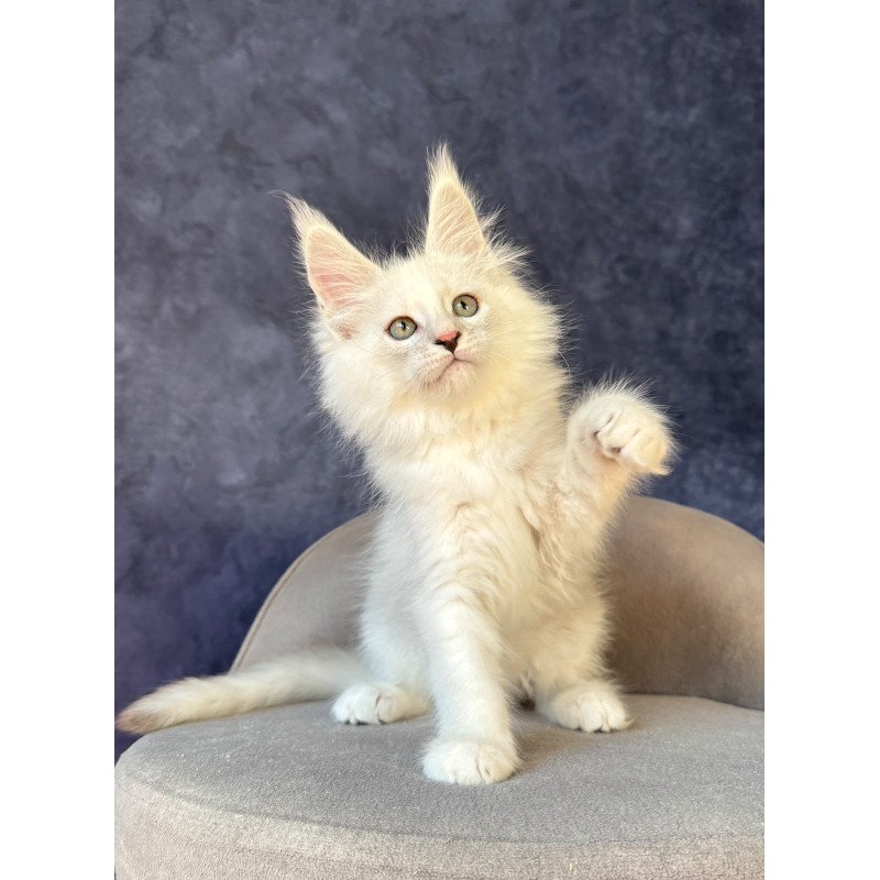Maine Coon NOV Glen Ellen