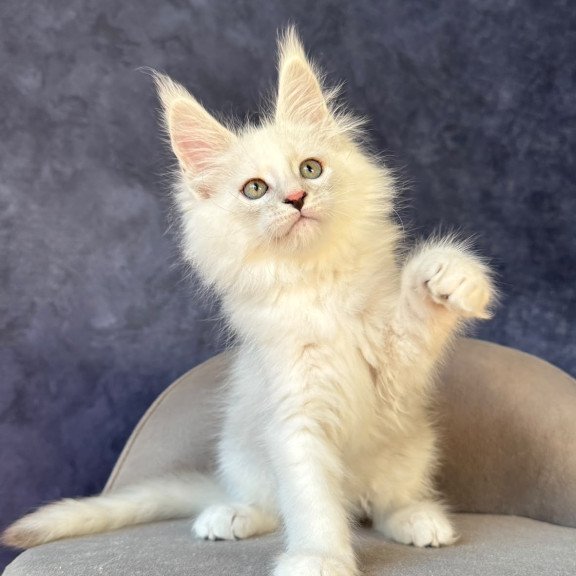 Maine Coon NOV Glen Ellen