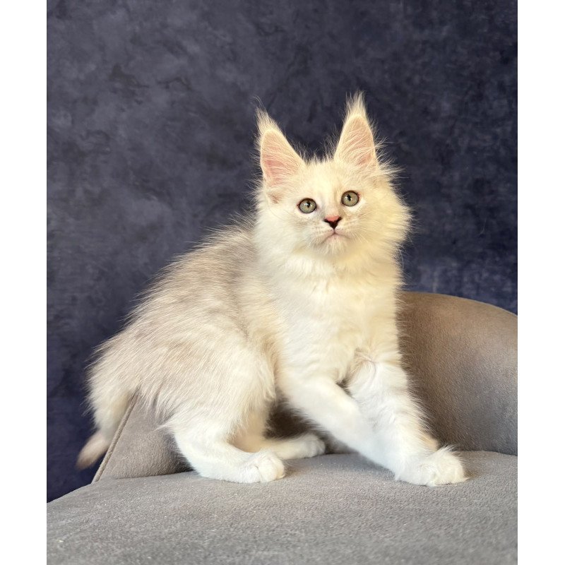 Maine Coon NOV Glen Ellen